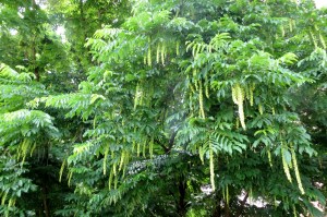 Pterocarya fraxinifolia (2) (1200 x 799)5